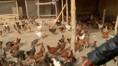 472776249_1128150282649170_4862659345234129064_n